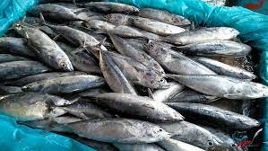 We did not find results for: 10 Jenis Ikan Yang Umum Dikonsumsi Masyarakat Indonesia Kamu Juga