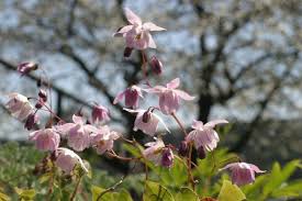 Image result for Epipogium roseum