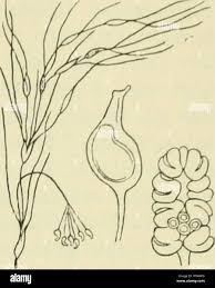 Image result for Najadaceae