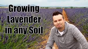 Maybe you would like to learn more about one of these? Planting And Growing Lavender Youtube