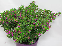 Image result for Cuphea