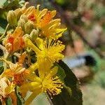 Image result for Grewia trichocarpa