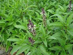 Daun selom has a high anti oxidant properties. Daun Selasih Kesehatan Daun