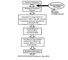 28 Punctilious Hypothyroid Chart