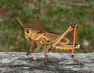 Our number one priority when it comes to pest control is getting rid of your current pest infestation. Pest Control General Store 2636 Us Highway 19 Holiday Fl Pest Control Supplies Equipment Mapquest