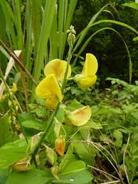 Image result for Crotalaria reptans- intermediates with pisicarpa