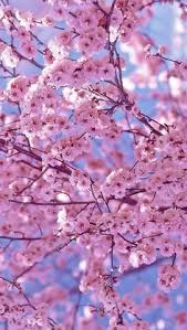 Cherry blossom desktop backgrounds main color: Cherry Blossoms Iphone Wallpaper 466xld2 0 03 Mb Picserio Com