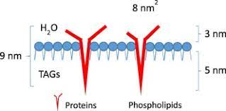 Maybe you would like to learn more about one of these? Structure And Functions Of Oleosomes Oil Bodies Sciencedirect
