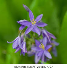 Image result for Tecophilaeaceae