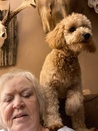 Golden Doodle Owners