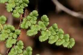 Image result for Cheilanthes