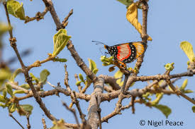 Image result for Euphorbia matabelensis