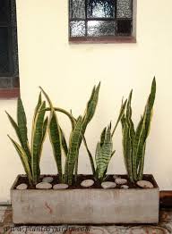 Existen muchas formas para decorar tus exteriores con plantas y flores. Sanseviera Una Planta Ideal Para Zonas Con Poca Luz Plantas De Exterior Plantas De Poca Luz Plantas De Sombra