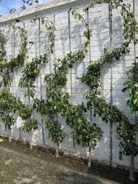 Trellis Rose Arches And Other Flower Supports Are Visual Highlights In The Garden My Desired Home Espalier Fruit Trees Fruit Trees Container Herb Garden