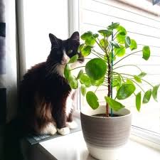 Die Neue Trendpflanze Pilea Peperomioides Wohnideen Und Dekoration