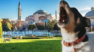 Ezan Okunurken Kopekler Neden Ulur Belli Oldu Kopekler Ezan Sesi Duyunca