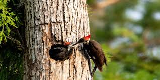 Damage woodpeckers peck at wood for several reasons: Why Do Woodpeckers Damage Siding On Homes