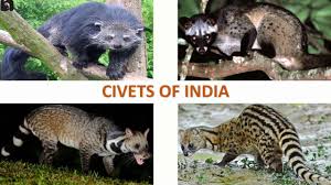 Most have dark spots and ringed tails. Civets Of India Mammals Indian Animals Youtube