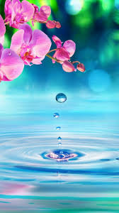 Bring a new look to your device with these bright and snowy winter wallpapers! Beauty Nature Wallpaper Nature Flowers Beautiful Nature Wallpaper Beautiful Flowers Wallpapers