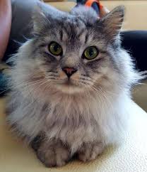 Pin On Missing Cats In Singapore