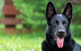 High to low nearest first. Black German Shepherd The Definitive Owner S Guide Perfect Dog Breeds