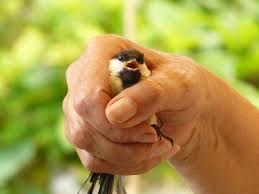 Maybe you would like to learn more about one of these? Arti Mimpi Gagal Menangkap Burung Detiklife