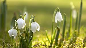 If you're in search of the best hd 1920x1080 wallpapers, you've come to the right place. Herunterladen 1920x1080 Full Hd Hintergrundbilder Schneeglockchen Weiss Gras Sonne Fruhling 1080p