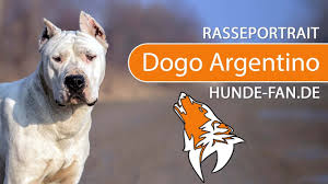 Consigliamo a tutti coloro che desiderano adottare questa razza, un. Dogo Argentino 2019 Rasse Aussehen Charakter Youtube
