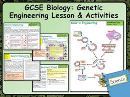 Ks4 Aqa Gcse Biology Science Genetic Engineering Lesson Activities Genetic Engineering Biology Lessons Biology