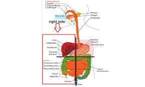 Gallbladder small and pear shaped, the gallbladder sits in the right upper quadrant of the abdomen, just under the liver. What Are The Major Causes Of Pain On Right Side Of The Body Upsmash