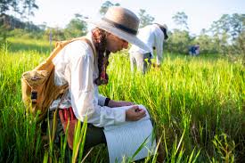 Image result for Stemodiopsis