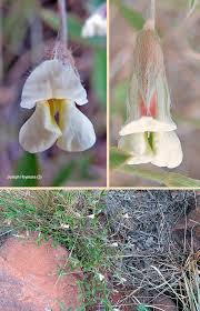 Image result for Pearsonia