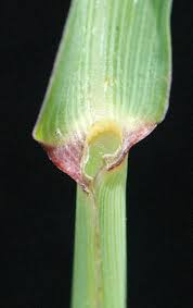 Image result for Cymbopogon caesius