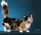 Calico Cats - Facts, Genetics, Temperament & Types - Petmoo