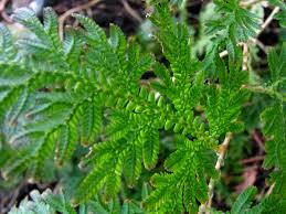 Image result for Selaginella kivuensis
