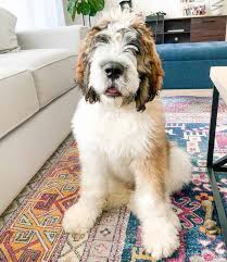 Often called a companion breed, the dogs are very smart but also friendly. What Is A Saint Bernard Poodle Mix St Berdoodle 101 With Photos Oodle Life