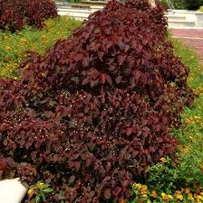 Image result for Euphorbia cotinifolia