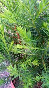Image result for Widdringtonia nodiflora
