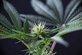 We did not find results for: Soil Nutrients For Each Phase Of Cannabis Cultivation Green Rush Packaging