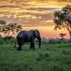 This oil painting of an african sunset includes 3 things i love, hema fencing, lions and the majestic african sunset. Https Encrypted Tbn0 Gstatic Com Images Q Tbn And9gcqbr2zzcrchbguc0r8jp2mki55c1ptrxfbpjyadhppufcgvqbwv Usqp Cau