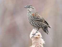 See female red winged blackbird stock video clips. Photos Red Winged Blackbird Agelaius Phoeniceus Birds Of The World