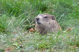 Their burrows, in which groundhogs spend most of their time, can be 50 feet long. Woodchuck Or Groundhog Wildlife Illinois