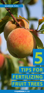 5 Tips For Fertilizing Fruit Trees My Garden Life Fertilizing Fruit Trees Peach Tree Care Growing Fruit Trees