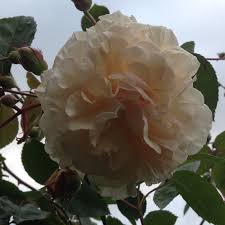Plant database entry for rose (rosa 'buff beauty') with 29 images, one comment, and 42 data 'buff beauty' improves its floral display with each year. Rosa Buff Beauty Old Rose Buff Beauty In Gardentags Plant Encyclopedia