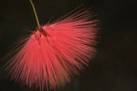 Image result for Calliandra haematocephala