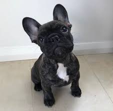 If you like cheap french bulldog puppies under $500, you might love these ideas. French Bulldogs And Puppies For Sale Near Me Home Facebook
