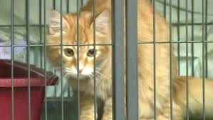Get directions, reviews and information for heaven can wait animal society in las vegas, nv. Heaven Can Wait Animal Shelter Saved From Closing As Donations Pour In Cbc News