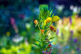 Image result for Onagraceae