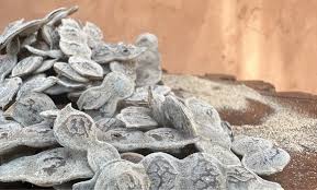 Image result for Acacia nilotica