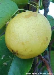 Image result for Pyrus pyrifolia